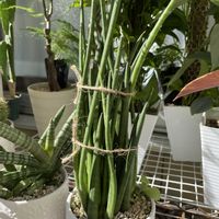 サンスベリア キリンドリカ,観葉植物の画像