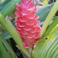 クルクマの画像