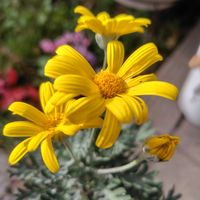 ユリオプスデージー,ガーデンシクラメン,ヒメムカシヨモギ,ヒイラギモクセイ,ヤブマメの画像