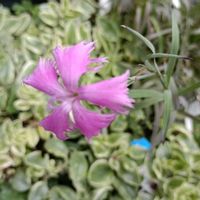 ナデシコの画像