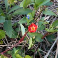 ツユクサ,マルバルコウ (丸葉縷紅),蔓性植物,天草市,秋の野山の画像