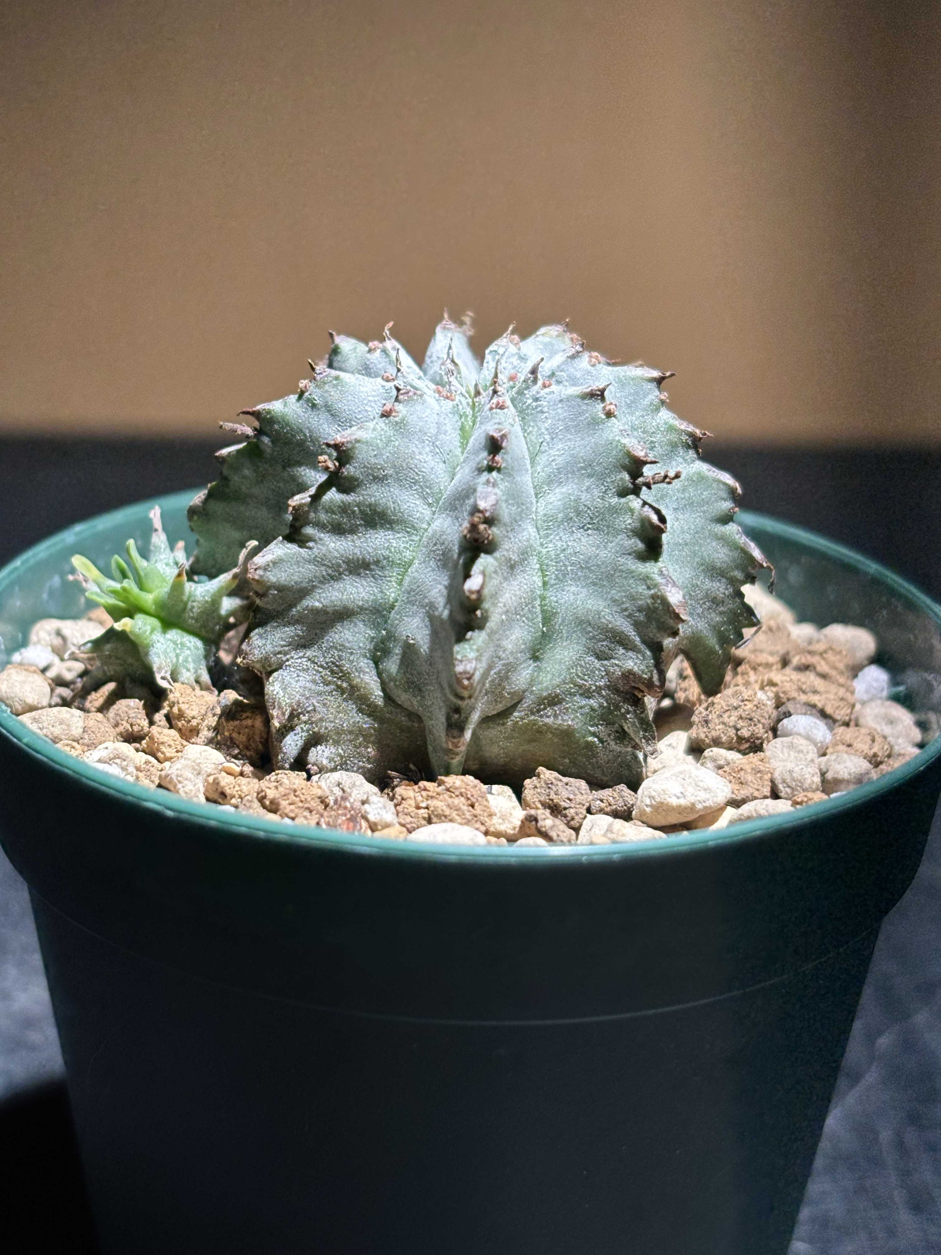 ユーフォルビア・ホリダの育て方｜日当たりや水やり加減は