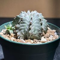 ホリダ,ユーフォルビア・ホリダ,ユーフォルビア ホリダ,かわいい,ユーフォルビアの画像