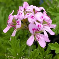 ローズゼラニウム,モミジバゼラニウム,星咲ゼラニウム,ハーブ,いい香りの画像