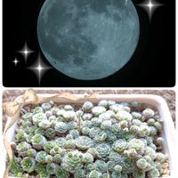 イソギク,ガウラ,キンギョソウ,巻絹,なでしこの画像