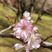 ゼラニウム,フユザクラの画像