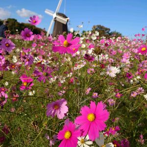 コスモス,散歩,花壇,庭園,スマホ撮影の画像