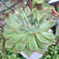 火祭り,桃太郎,紅葉祭り,セトーサ,リジョイスの画像