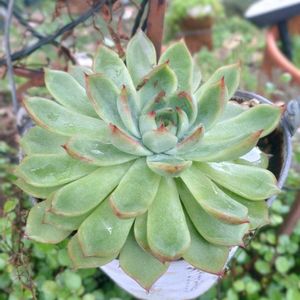 火祭り,桃太郎,紅葉祭り,セトーサ,リジョイスの画像