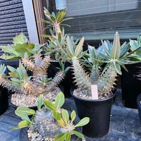 ユーフォルビア 鉄甲丸,鉄甲丸,ユーフォルビア,パキポディウム属,トゲトゲの画像