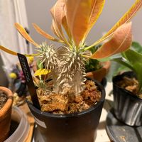 パキポディウム・デンシフローラム,リビング・ダイニングの画像