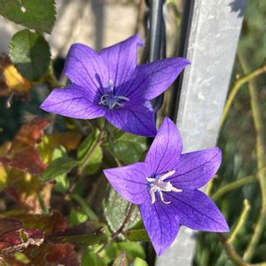 キキョウ,オステオスペルマム,バラ 鉢植え,バラ・ミニバラ,ばら バラ 薔薇の画像