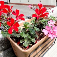 ゼラニウム,センテッドゼラニウム,レディプリマス ゼラニウム,ゼラニウム カリエンテ ファイヤー,ゼラニウム　カリエンテ　プラチナホワイトの画像