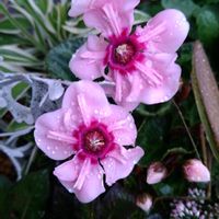 キュウリ,チェリーセージ,ガーデンシクラメン,小菊,ケイトウ・セロシアの画像