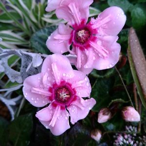 キュウリ,チェリーセージ,ガーデンシクラメン,小菊,ケイトウ・セロシアの画像