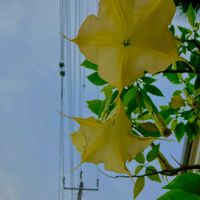 チョウセンアサガオ,散歩,黄色い花,iPhone撮影,秋☆の画像