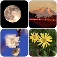 カンザクラ,ユリオプスデージー, 富士山,スーパー ムーン,黄色い花の画像