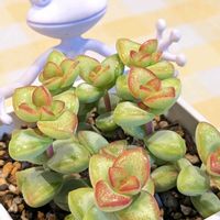 愛星,多肉植物,クラッスラ属,ムッチリぷくぷくの日,6日はカエルの日の画像