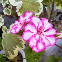 アイビーゼラニウム,アイビーゼラニウム,ゼラニウム,鉢植え,花のある暮らしの画像