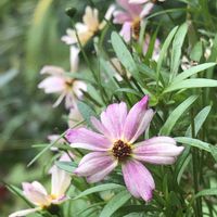 コレオプシス,コレオプシス・ミスティクリームの画像