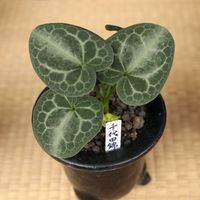 カンアオイ,寒葵,和風,観葉植物,鉢植えの画像