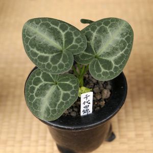 カンアオイ,寒葵,和風,観葉植物,鉢植えの画像