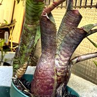  ネオレゲリア,子株✨,子株✨,子株,ネオレゲリアの画像