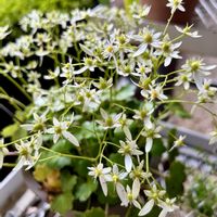 ダイモンジソウ,ユキノシタ,ミヤマオダマキ,鉢植え,山野草の画像