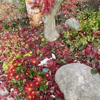 アジサイ,キク,キク,ベゴニア,マリーゴールドの画像