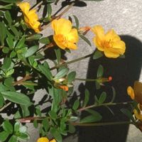 ポーチュラカ,かわいい,可愛い,ビタミンカラー,黄色い花の画像