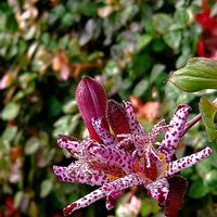 タマスダレ,バラ,ホトトギス,シモツケ ,ベコニアの画像