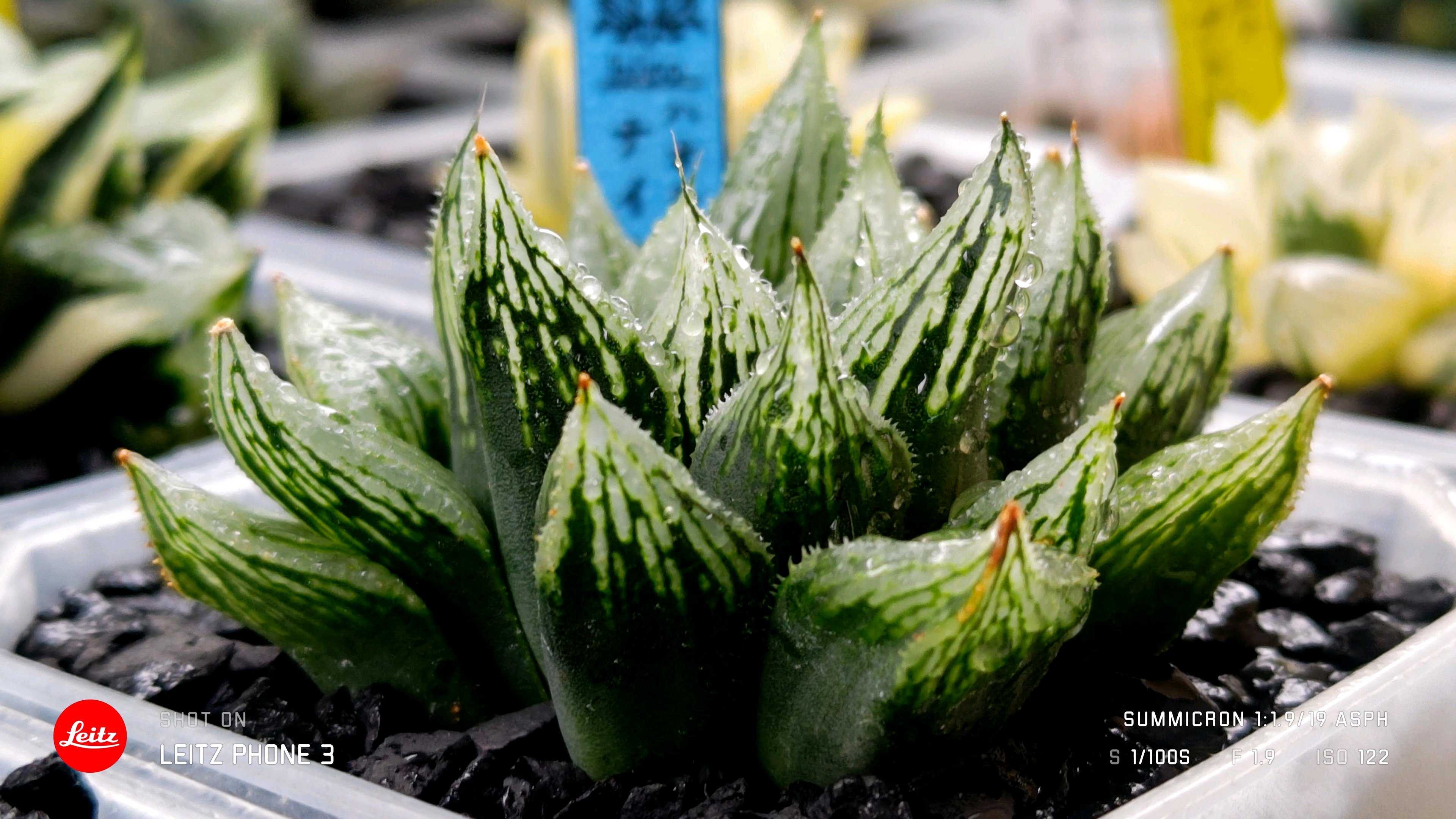 ナイルの一滴 ナイルの一滴の一覧｜🍀GreenSnap（グリーンスナップ）