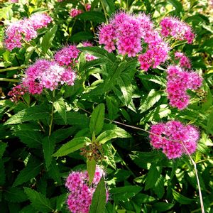 斑入りアベリア,斑入りアベリア,しもつけ,しもつけ,モロコシ♪の画像