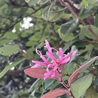 コデマリ,ハクチョウゲ,ブラシノキ,トキワマンサク,コブクザクラの画像