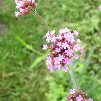 ヤナギハナガサ,小さい花壇,庭の画像