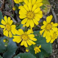 ガマズミ,ガマズミ,ストレリチア,ストレリチア,ツワブキの画像