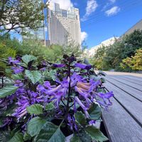 プレクトランサス,紫色の花,つぼみに魅せられて,❥植物❥空模様❥コラボ❥,青空と植物❤︎の画像
