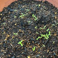 アリウム,ニゲラ,ヒヤシンスの画像