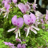 ゼラニウム,ローズゼラニウムの画像