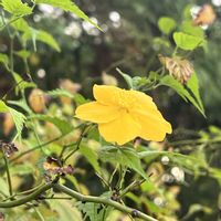 ヤマブキ,山吹（やまぶき）,秋・大和路,時事刻々,紅白・JAPANの画像