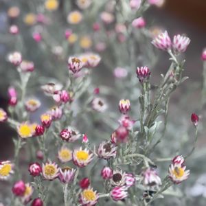 ヘリクリサム,シンカルファ　ハートクイーン,ドライフラワー,多年草,キク科の画像