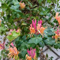 ゲラニウム,ロニセラ,ハニーサックル,ロニセラ ゴールデン ハニーサックル,フウロソウの画像