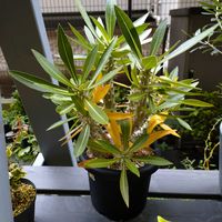 紅葉,パキポディウム,パキポディウム・ホロンベンセ,ホロンベンセ,ガーデニングの画像