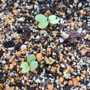 小松菜,ガーデニング,発芽,ネコ好き,プランター野菜の画像