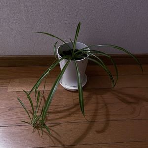 オリヅルラン,観葉植物,iPhone撮影,階段/廊下の画像