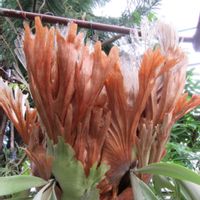 ハナキリン,ビカクシダ,アルカンタレア,姫路手柄山温室植物園の画像