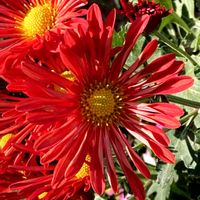 アスター,お出かけ先にての画像