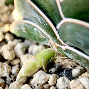 King of Sansevieria Rorida,King of Sansevieria Rorida variegata,King of Sansevieria Rorida Baby,カクタス広瀬,福美ようの画像