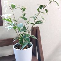 ベンジャミン・スターライト,ベンジャミン,ベンジャミン,観葉植物,イオンの画像