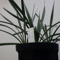 パンクラチウム　マリティマム,パンクラチウム　マリティマム,球根,球根植物,お花の画像